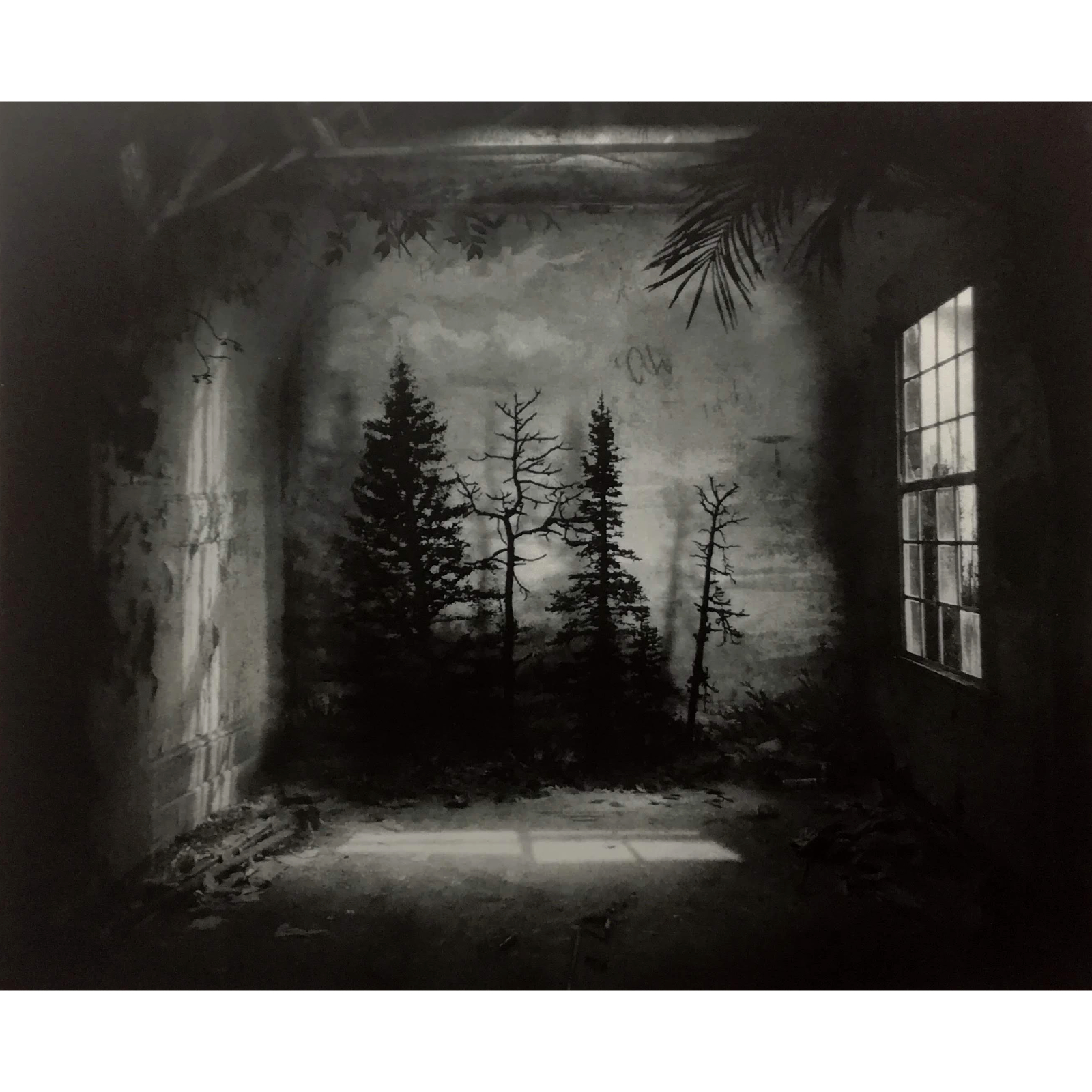 Suzanne Moxhay Room With Pines